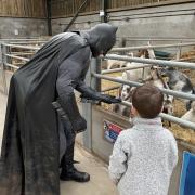 Feeding the goats with Batman