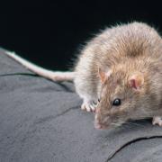 Hundreds of homes in Oldham suffered a rodent infestation last year