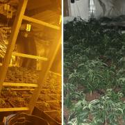 A total of 475 suspected cannabis plants were discovered at the property