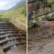 The deer couldn't make its own way out of the reservoir
