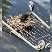 The moorhen and its nest