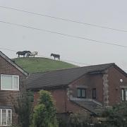 Sparthfield the donkey can be heard by residents from on top of his hill