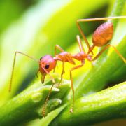 A large colony of fire ants has been found in Sicily, Italy.