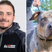 The dog trainer has called on XL Bully owners to remain calm and take steps now to protect their pets