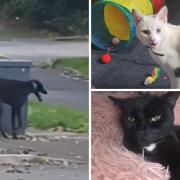 It is believed the greyhound attacked numerous animals and killed at least three cats