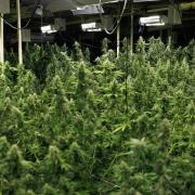 A £1m cannabis farm worth was found in Derker this week and two men have been charged with cultivating the drug