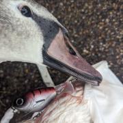 RSPCA appeals to anglers after swan bloodied by tackle