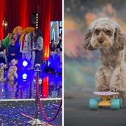 The performing pooches and the dog trainer hope to make it through to the televised show