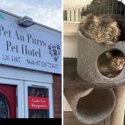 The cat hotel is open and has had its first guests already