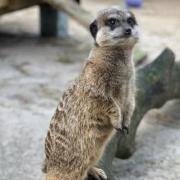 It is believed the meerkat escaped in the night