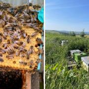 British bees are at risk, says Cllr Howard Sykes