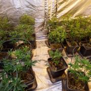 Cannabis plants were found by police in Failsworth