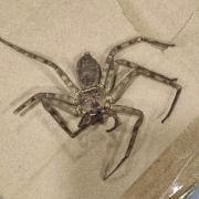 Huntsman spider found in an Oldham warehouse this week