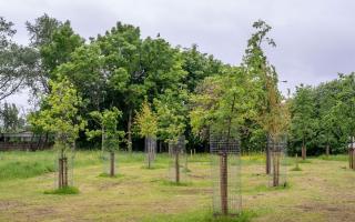 Trees planed in Oldham to commemorate the Queen's Platinum Jubilee