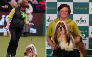 Sue Devine was seen carrying Willow's Crufts debut
