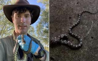 Leading snake expert Dr Steven Allain has insisted that the snake found in Royton is not an adder