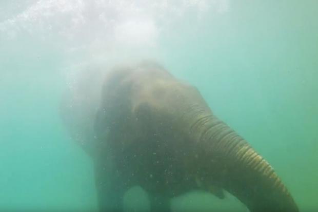 Tara the elephant takes a dip at Blackpool Zoo