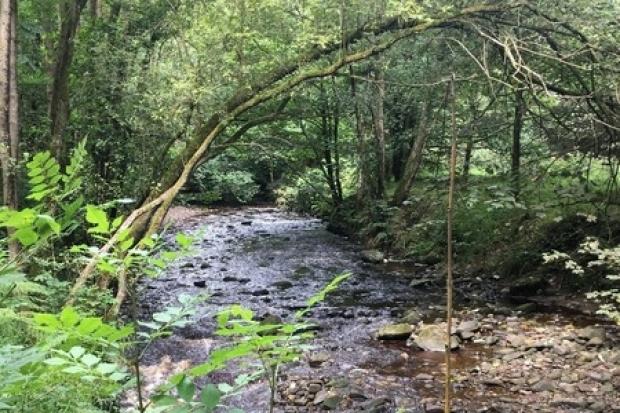 RESTORATION: There will be around 130 trees planted as part of the project to restore the woodland on the Smithills Estate